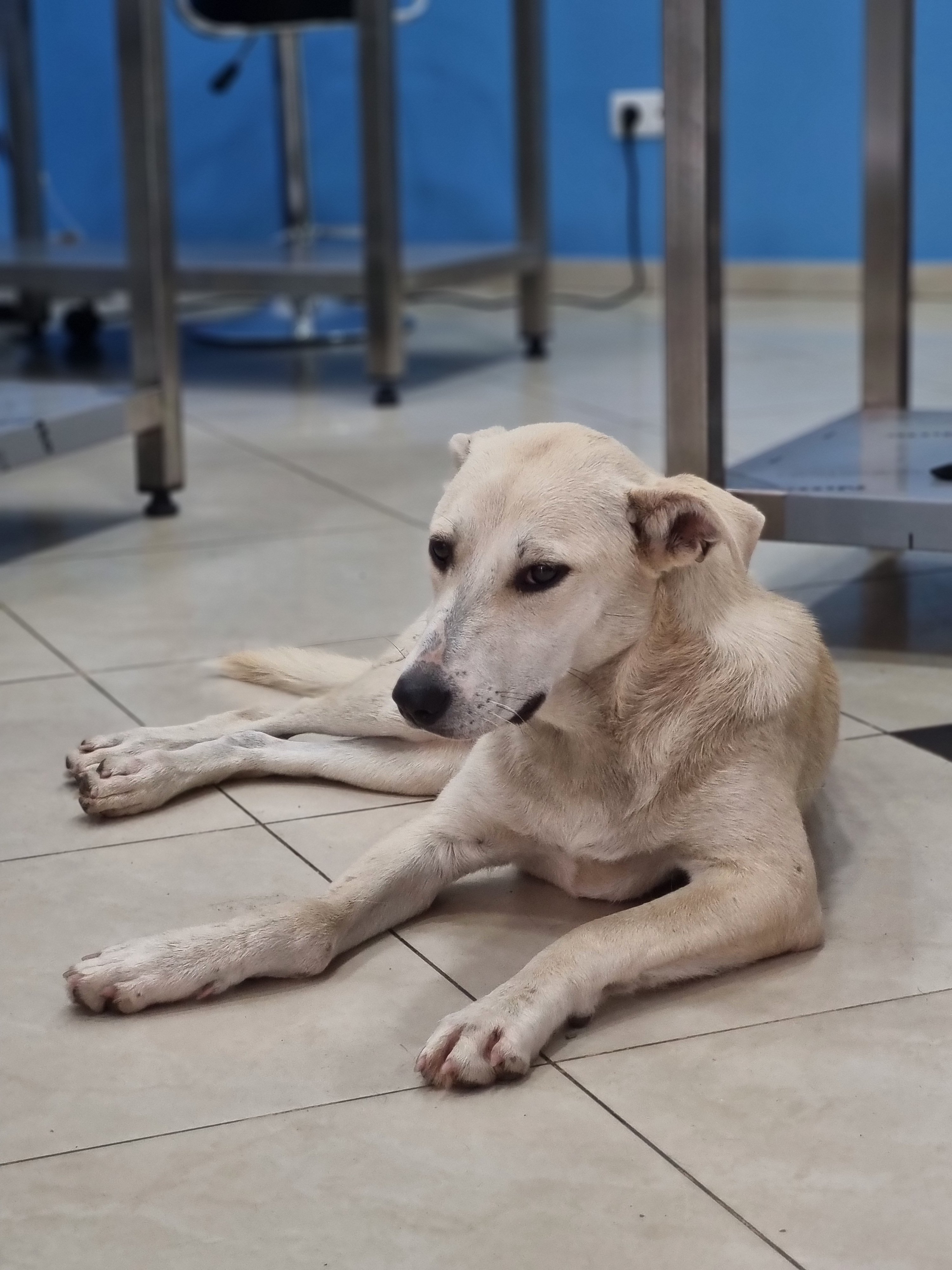 მეტისი. კოდა