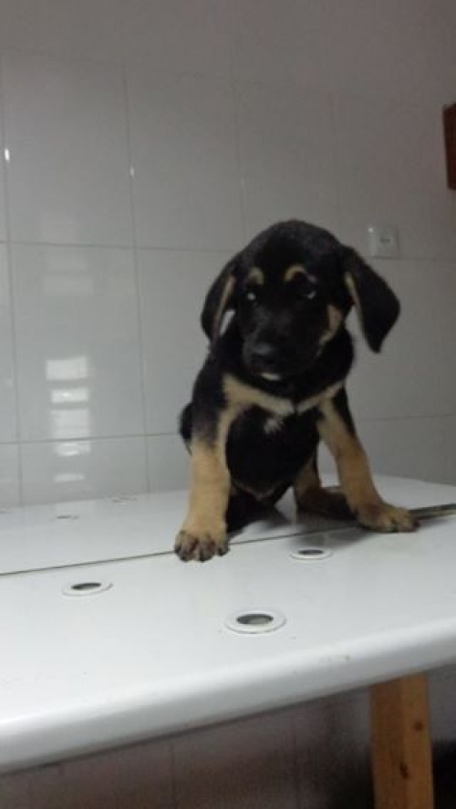 მეტისის ლეკვები უსახელო