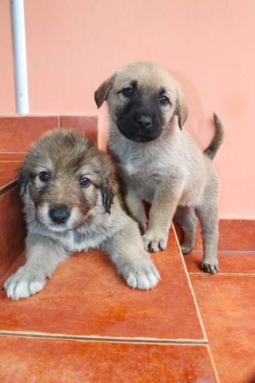 მეტისის ლეკვები უსახელო