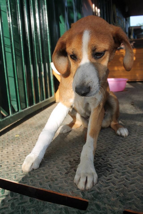 მეტისი უსახელო