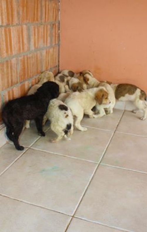 მეტისი უსახელო