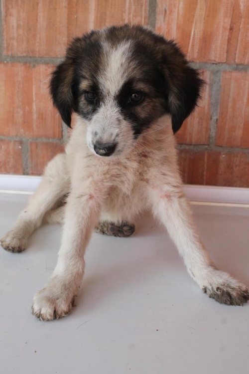 მეტისი უსახელო