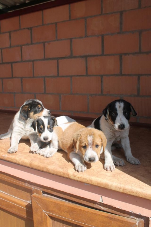 მეტისის ლეკვები უსახელო