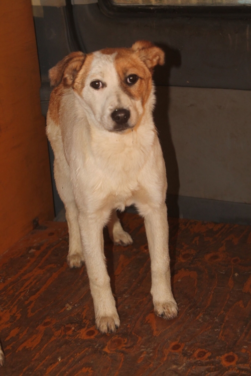 მეტისი უსახელო