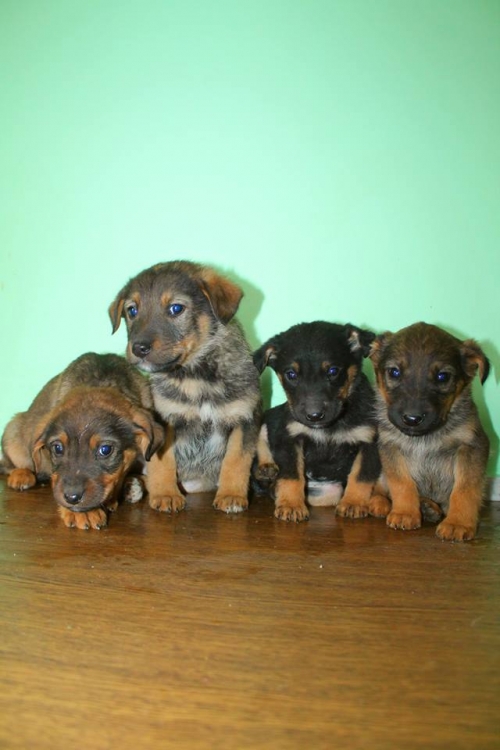 მეტისის ლეკვები უსახელო