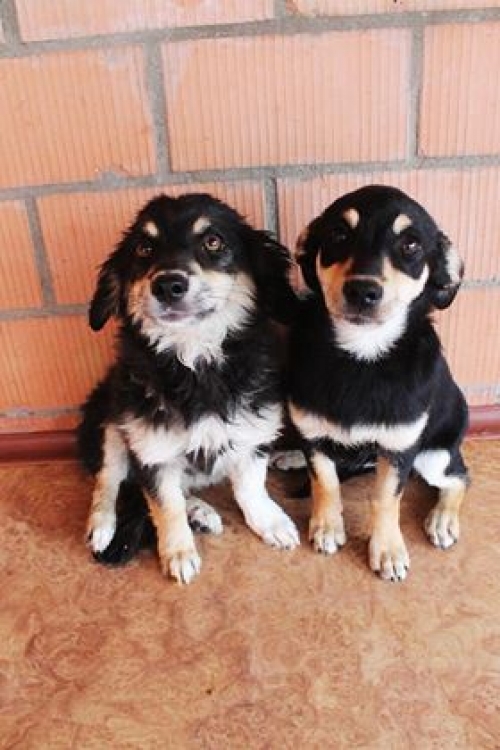 მეტისი უსახელო