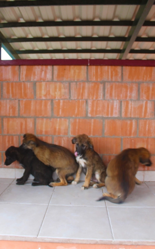 მეტისი უსახელო