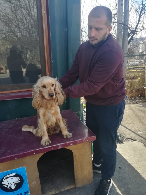 კოკერსპანიელი ნაპოვნია გლდანში ხიზანიშვილის 105 ნომერთან