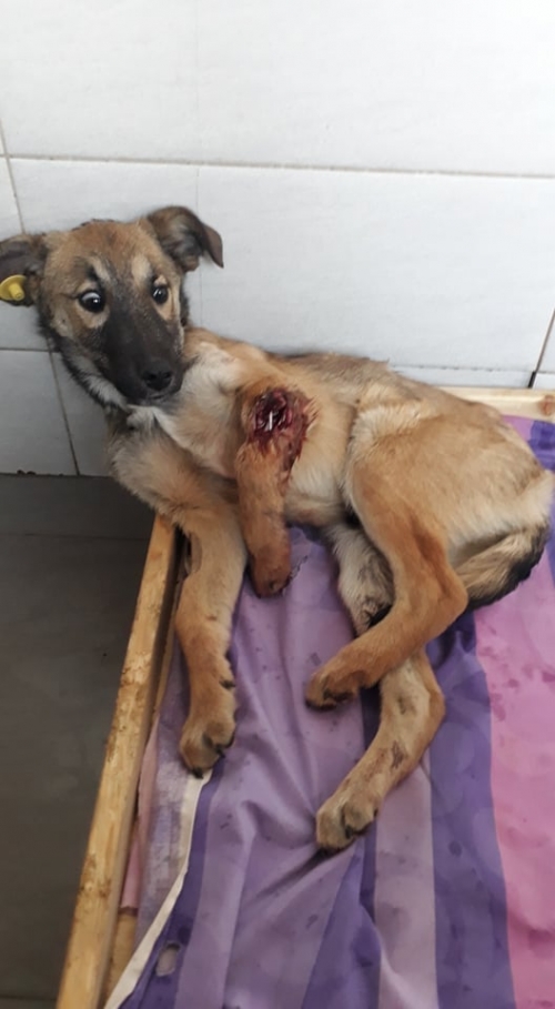 მეტისი უსახელო