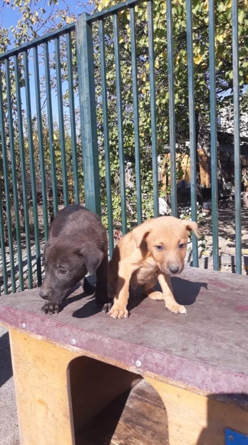 მეტისი უსახელო