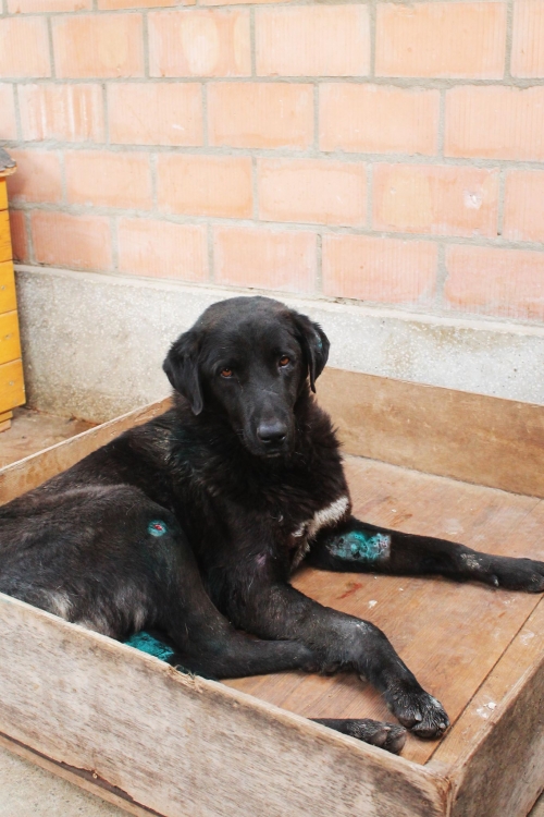 მეტისი უსახელო