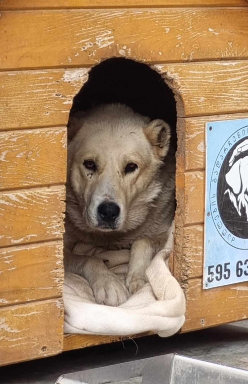 ქართული ნაგაზი სოფელი ხაშმი