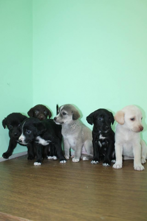 ლაბრადორის მეტისი უსახელო