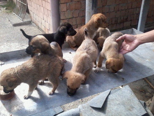 მეტისის ლეკვები უსახელო