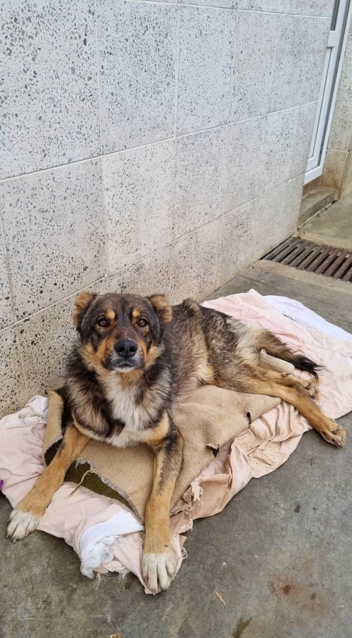 ქართული ქოფაკი კახეთი სოფელი ახმეტა