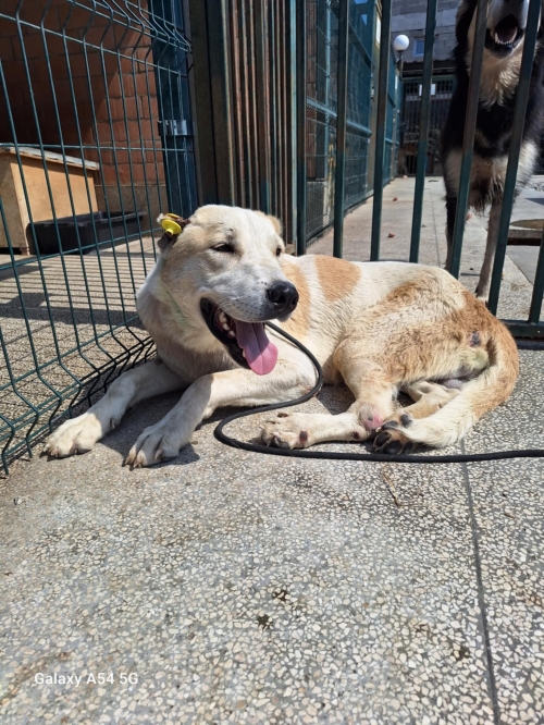 ქართული ქოფაკი სავარაუდოთ დიდიდიღმიდან მოიყვანეს