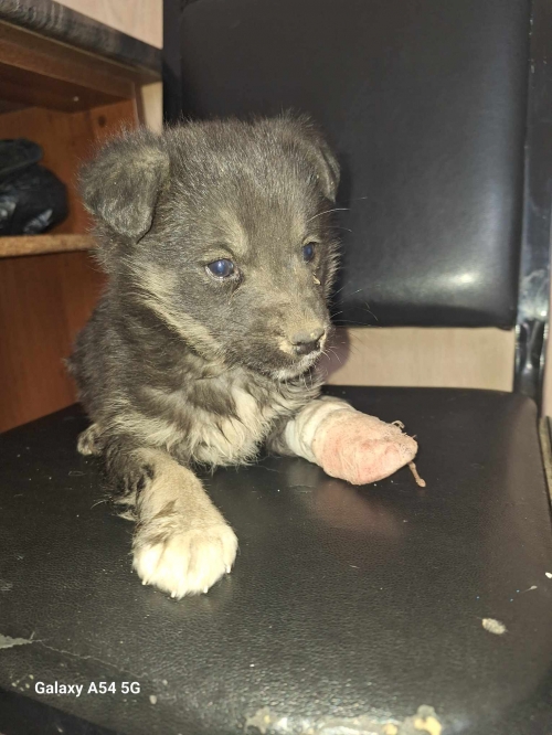 მეტისი რუსთავის მიმდებარე ტერიტორია