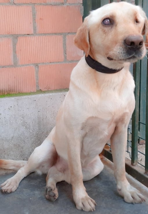 ლაბრადორი ტობიასი