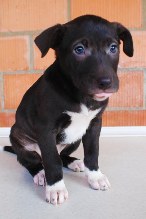 ლაბრადორის მეტისი გერა