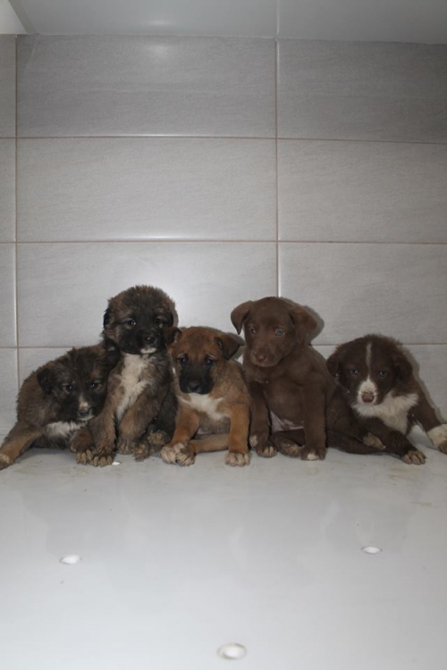 ქართული ქოფაკი უსახელო