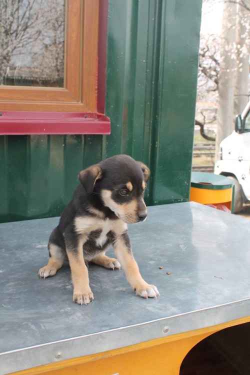 მეტისი უსახელო