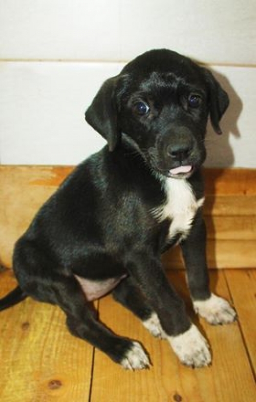 მეტისი უსახელო