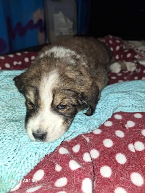 მეტისი დიღმის მასივი 4 კვარტალი