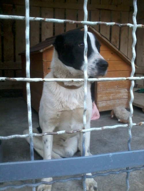 ქართული ქოფაკი ბობო