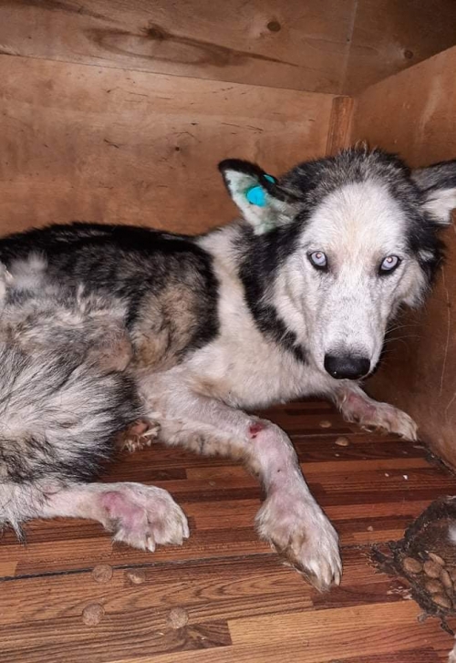 ლაიკა უსახელო