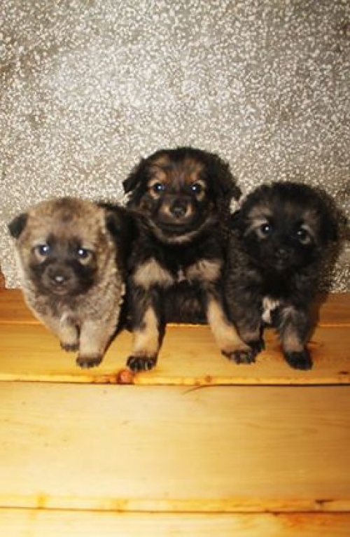 მეტისი უსახელო