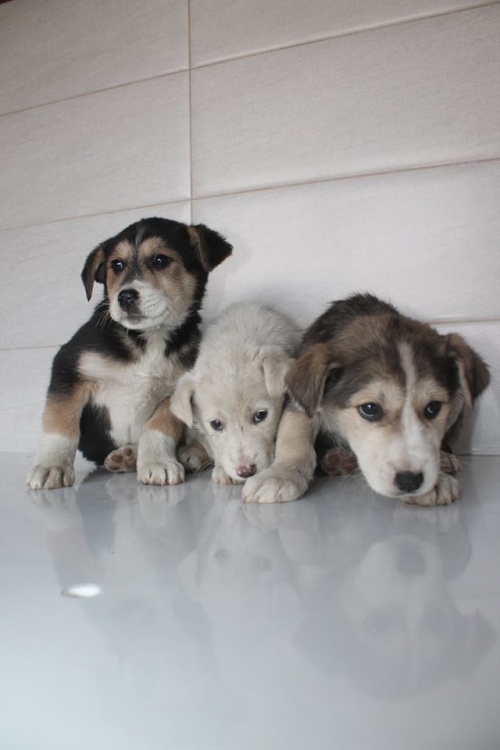 მეტისის ლეკვები უსახელო