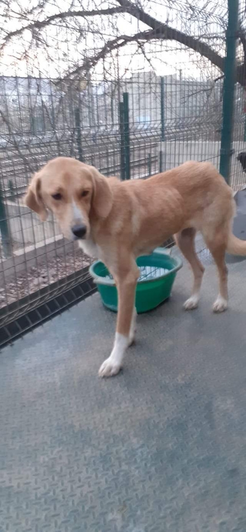 მეტისი უსახელო