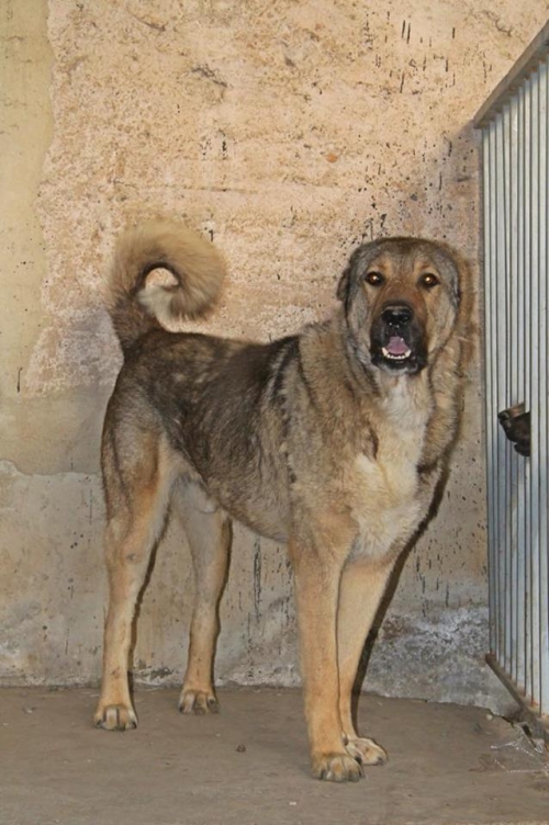 ქართული ნაგაზი ბორია