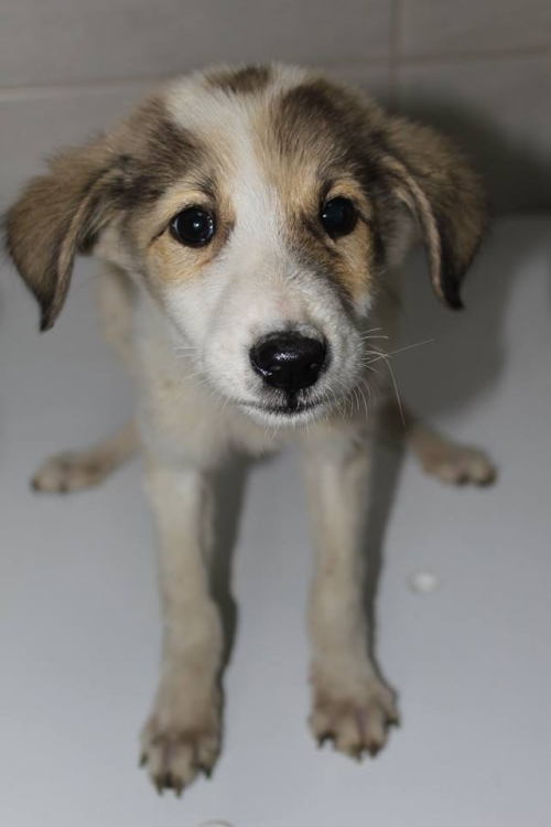 მეტისი უსახელო