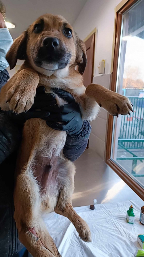 მეტისი წყნეთი