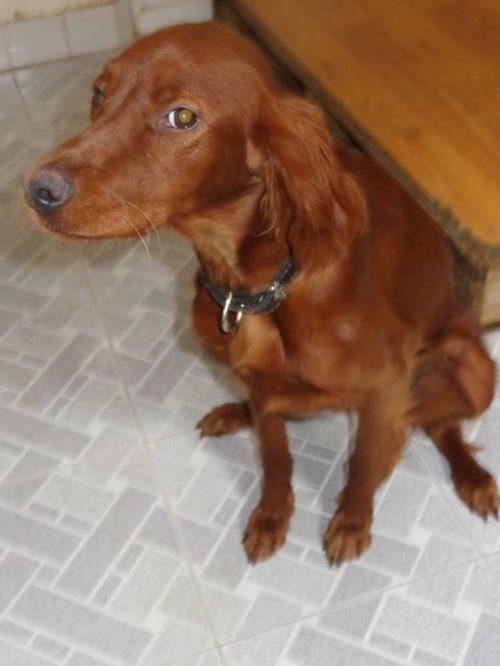 ირლანდიური სეტერი ლედი