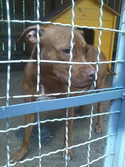 პიტი ტუკო