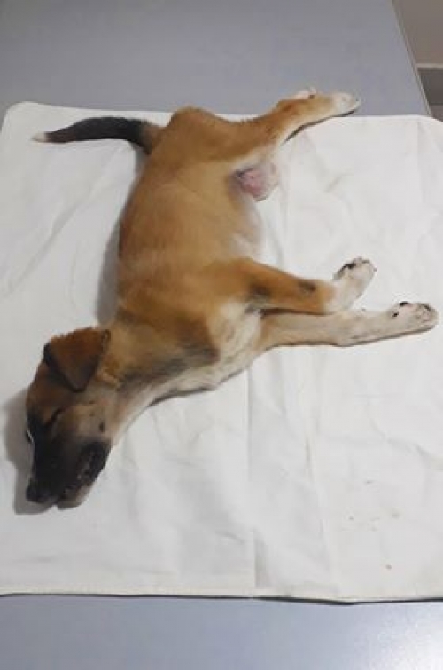 მეტისი უსახელო