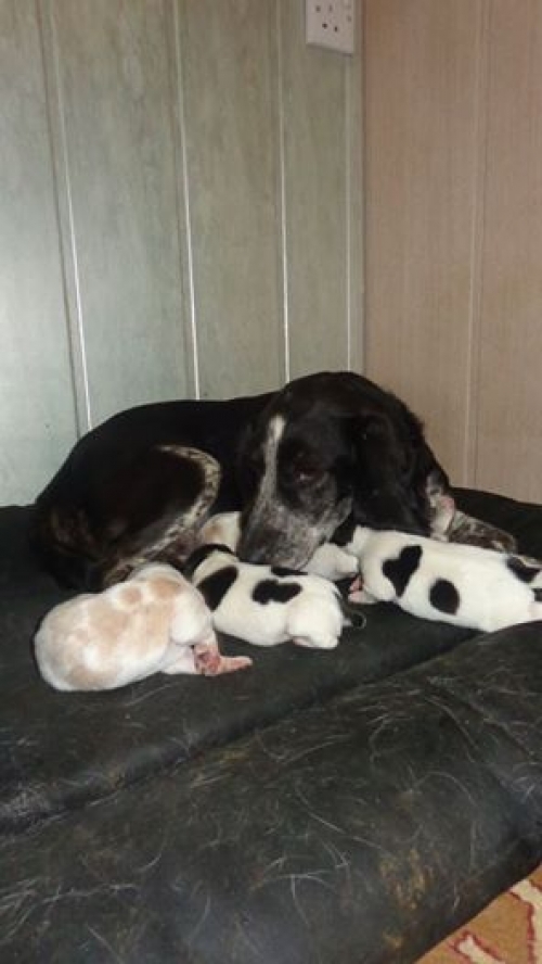 რუსული კოკერ სპანელი უსახელოები