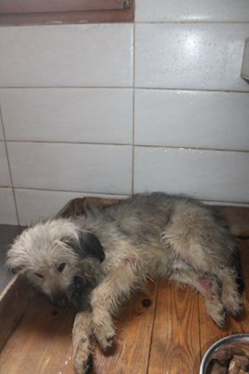 მეტისი უსახელო