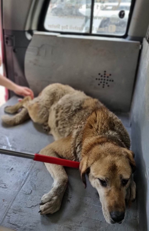 ქართული ქოფაკი ყაზბეგი