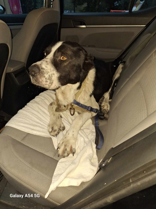 ქართული ნაგაზი ქ.რუსთავი ავტოპაპას ბაზრობა