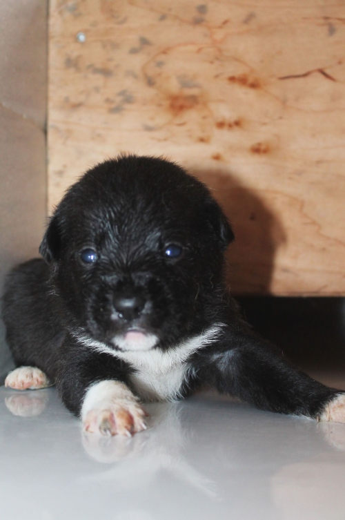 მეტისი უსახელო