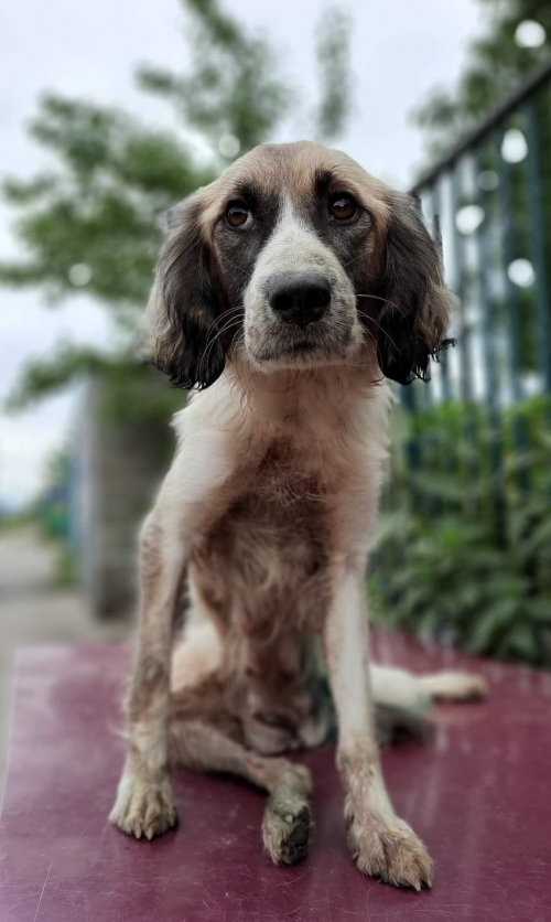 მეტისი ა. თვალჭრელიძეს ქუჩა