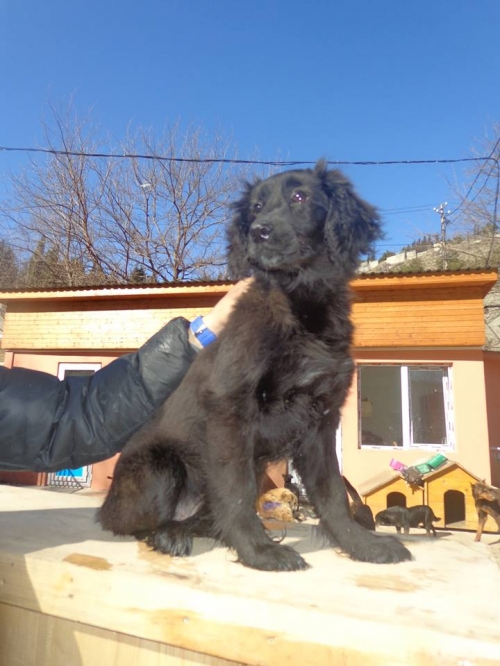 კოკერსპანიელი უსახელო