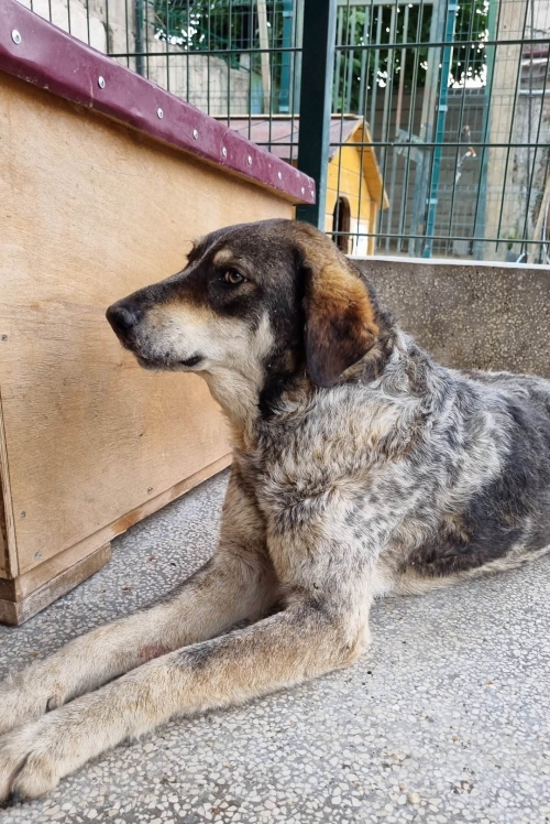 მეტისი ბიმი