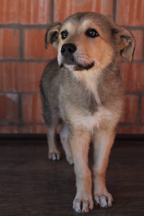 მეტისი უსახელო