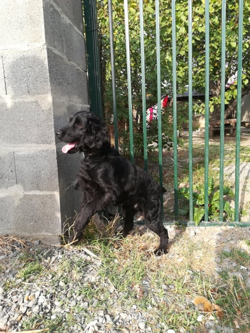 კოკერსპანიელი კოკი