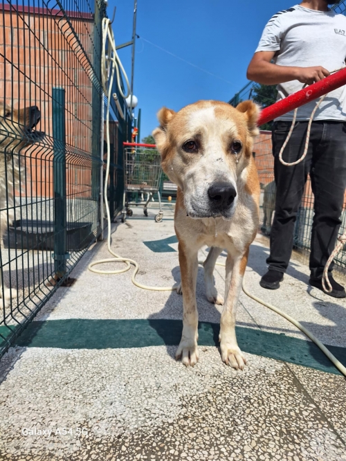 ქართული ნაგაზი ბანი