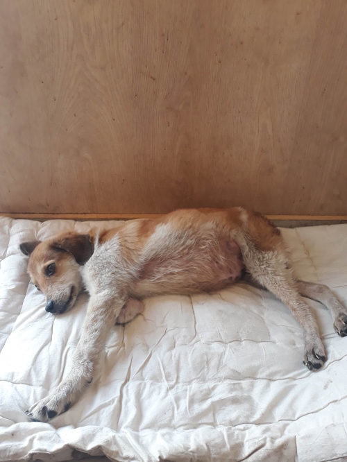 მეტისი საჩხერე